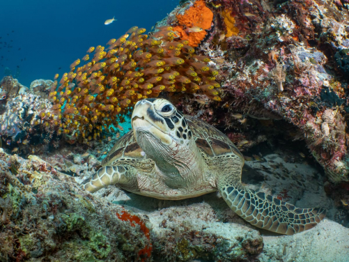 海底不乏豐富的生物多樣性。
（相片來源: Galice Hoarau (2019世界海洋日攝影比賽水底攝影組別得獎者)）